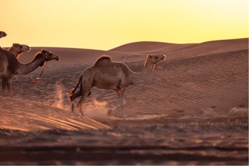 “Golden dunes of the Gobi Desert meeting green grasslands under a bright blue sky”